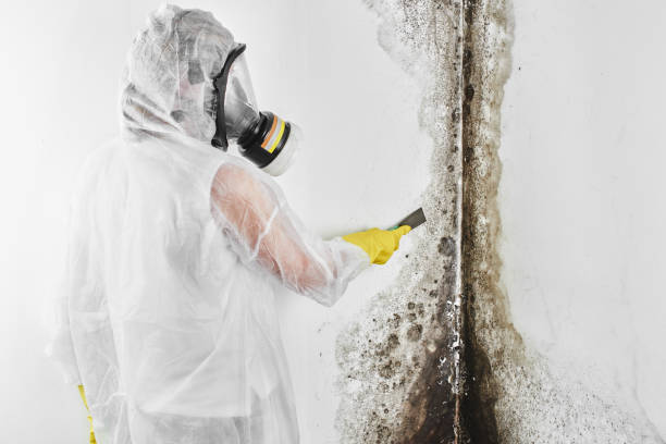 Trusted Rancho Mission Viejo, CA Mold Remediation Experts