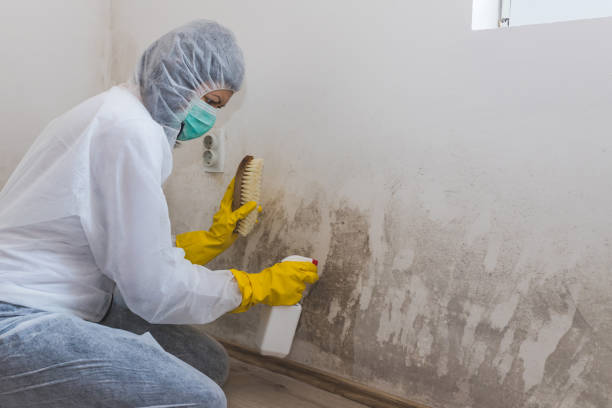 Best Health and Safety Mold Remediation in Rancho Mission Viejo, CA
