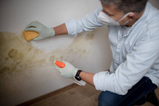 Best Commercial Mold Remediation in Rancho Mission Viejo, CA