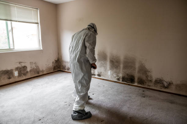 Best DIY Mold Remediation Support Services in Rancho Mission Viejo, CA
